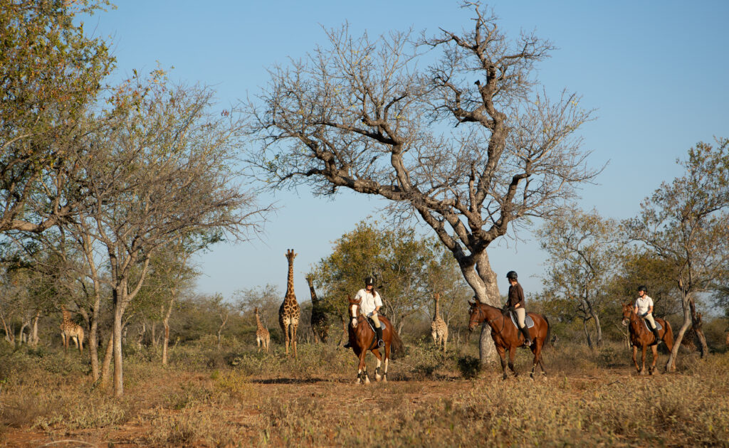 Horseback safari with giraffe