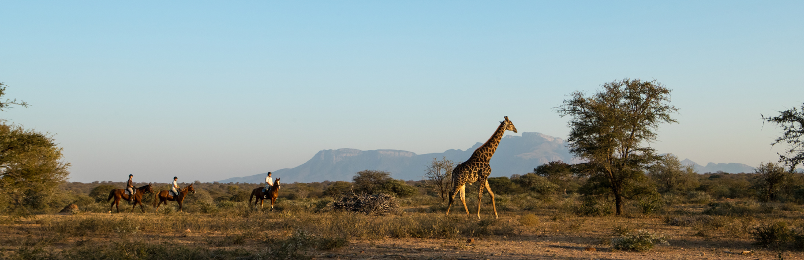 Featured image - horseback safari with giraffe and Drakensig mountain backdrop